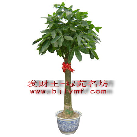 办公室常见大型植物