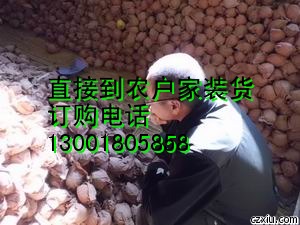 河北皇冠梨平价出售，河北水晶梨平价批发，平价的河北雪梨