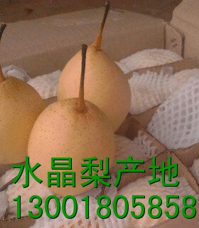 河北赵县雪梨批发正规代办处