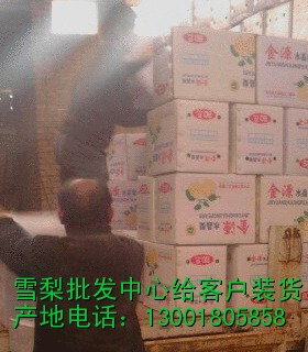 河北晚秋黄梨供应站